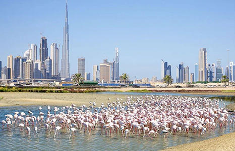 Ras Al Khor